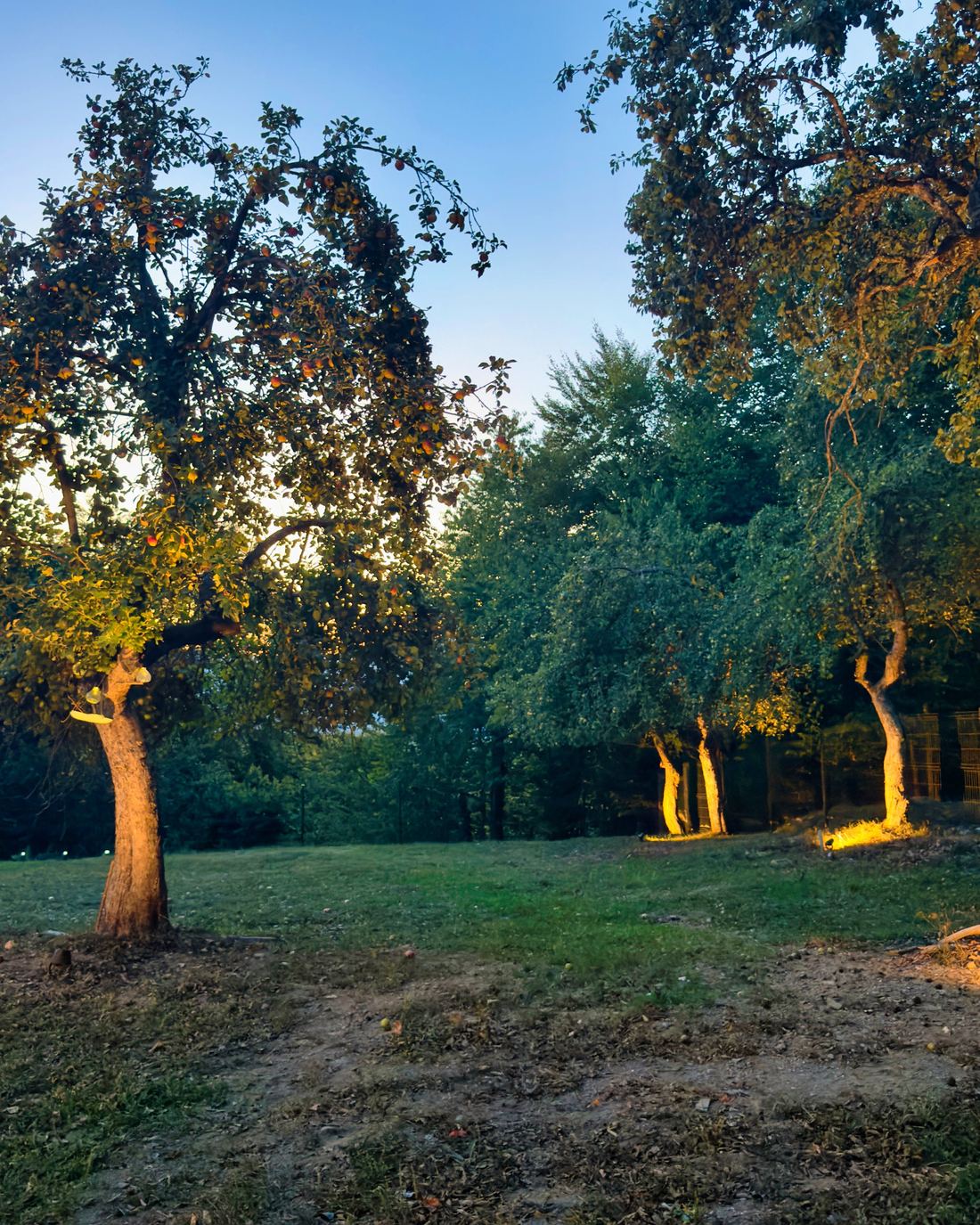 Old apple trees in the garden, lit from below at dusk
