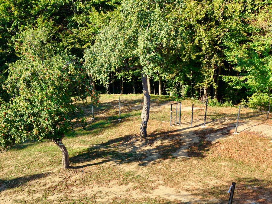 The garden gate that opens onto the forest
