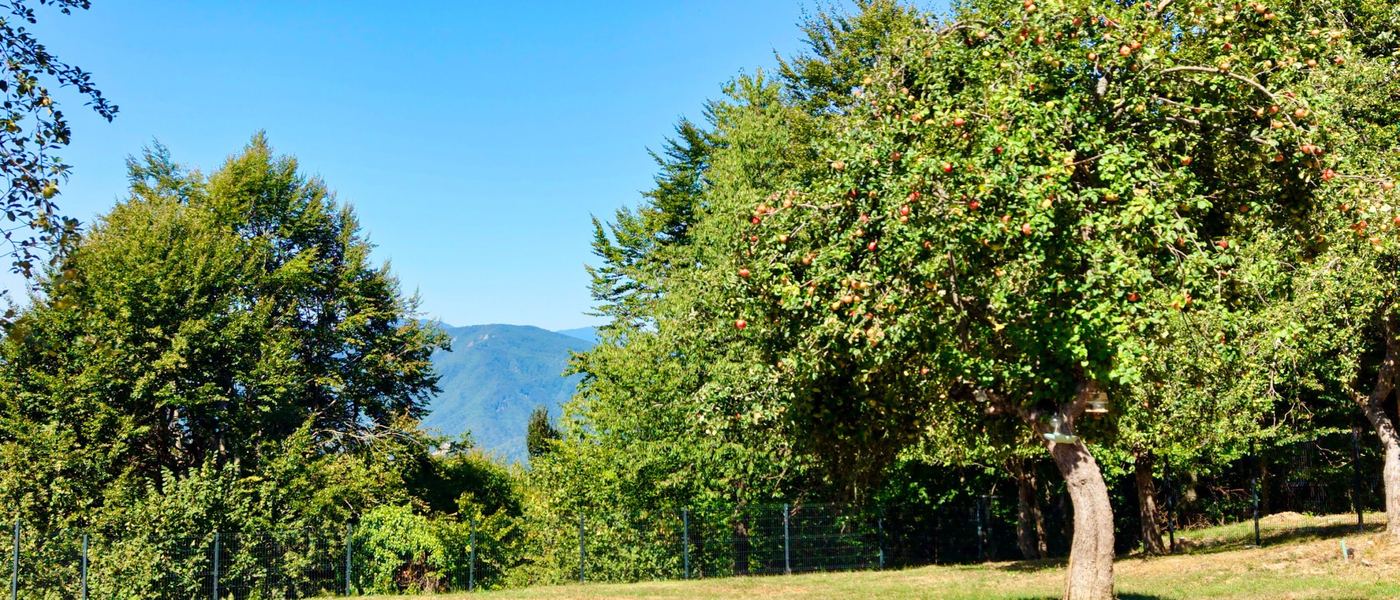 Old apple trees in the meadow, the mountains of Gorski kotar behind