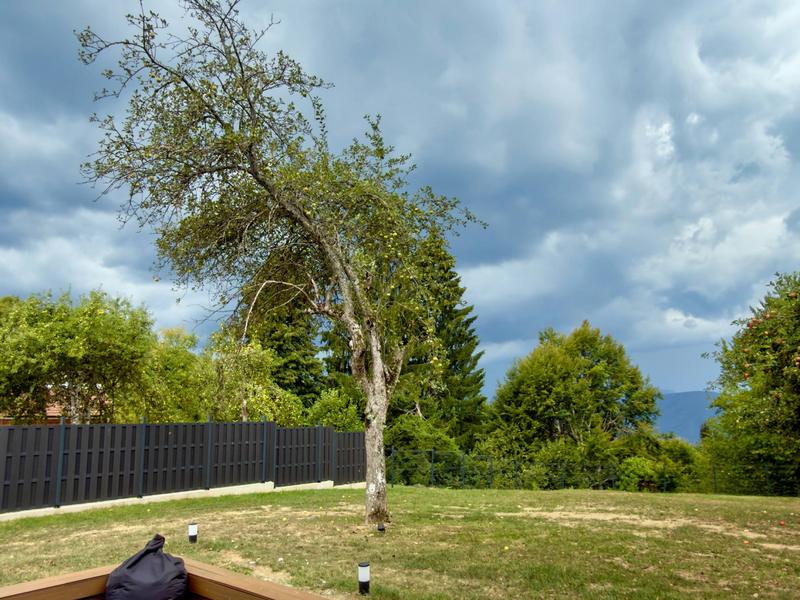An old tree in the garden under a cloudy sky